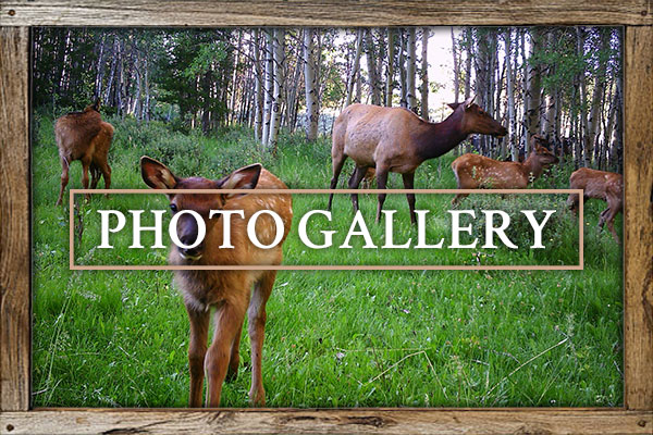 Photo Gallery Colorado Elk Outfitter, LLC Photo Gallery